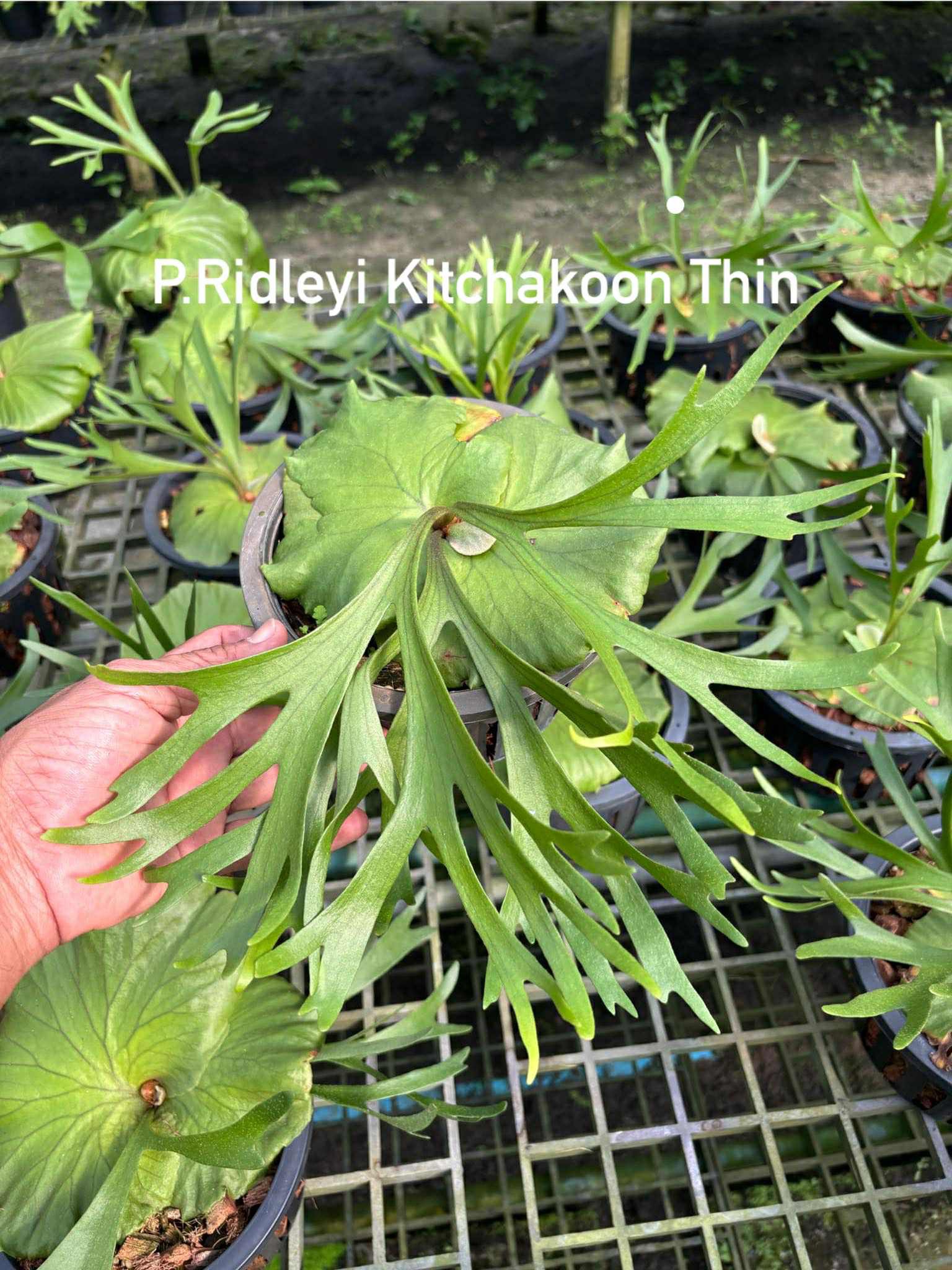 P. Ridleyi Kitchakood ($95) from @ToltecPlants