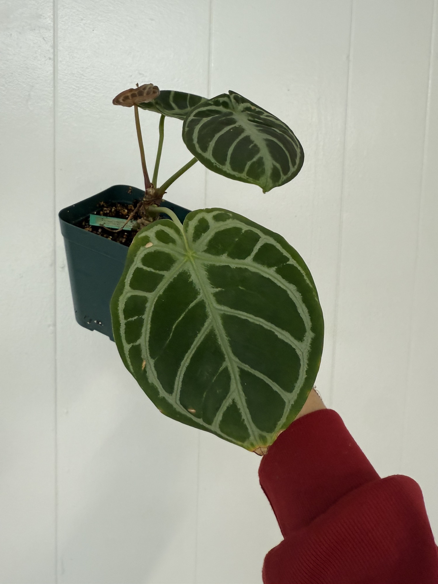 Anthurium Doc block brielle x zara f2 ($100) from @RoyalRootsPlantCo