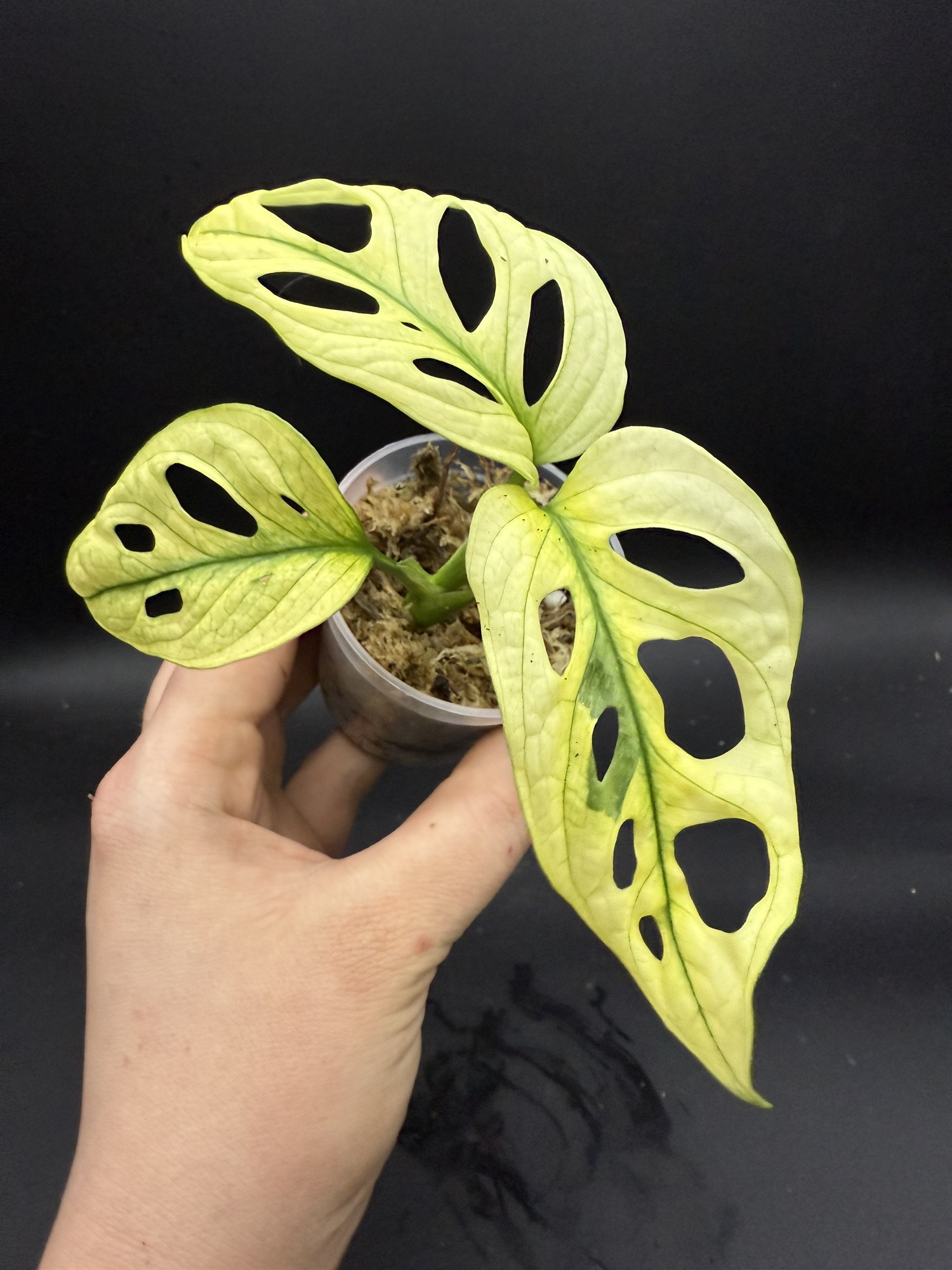 Adansonii mint archipelago ghost rooting top cut ($45) from  @WeirdlyGreenLLC