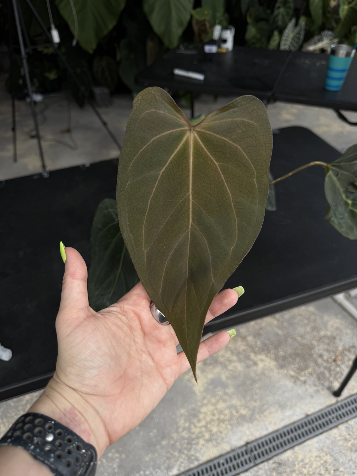 Anthurium (Tezula RC x NSE Port) x (RG Dress x Carla Amanda) ($175