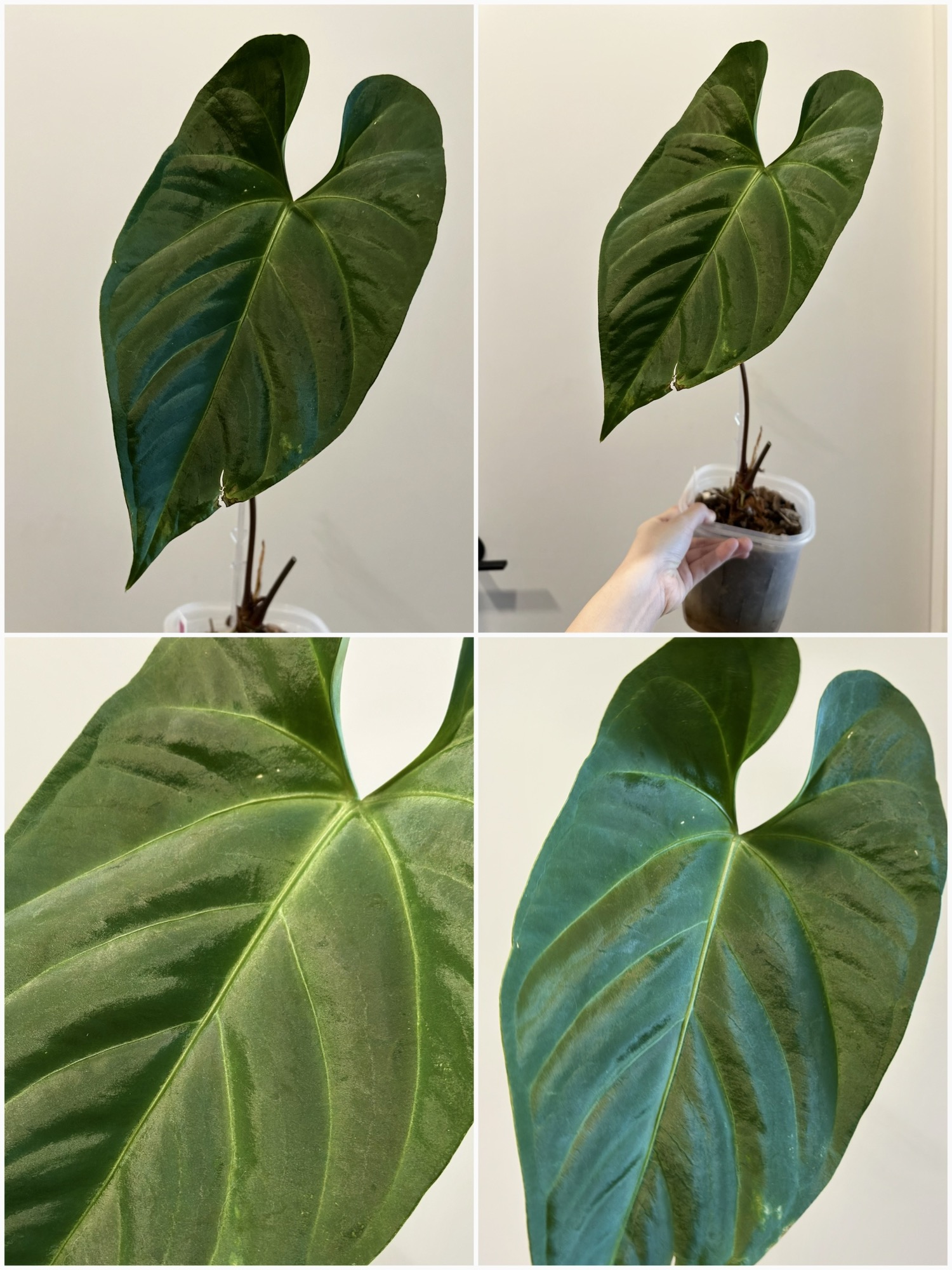 アガベ uzutan Anthurium JL Caamano Taste ($75) from @plantsobsessed