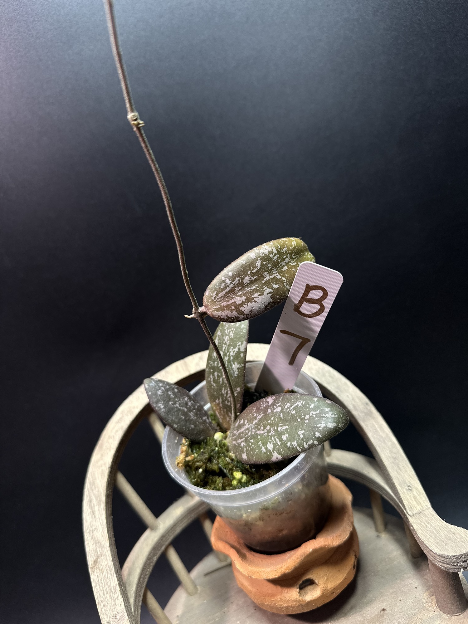 Hoya Memoria × Rosita (NAP-16)#B7 ($25) from @JY.FREE.GROWTH