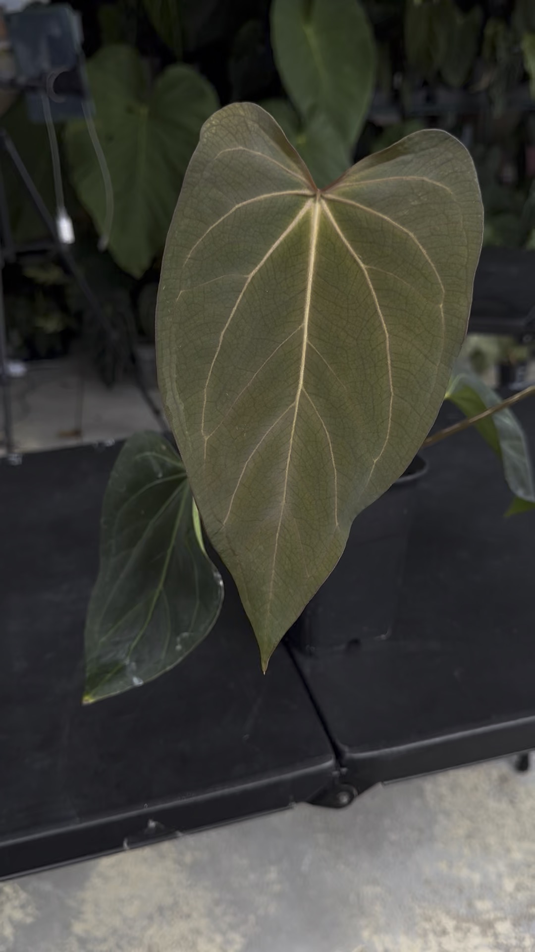 【GABRIELA ARTIGAS/ガブリエラ アルティガス】 C FLAT B Gabriela Ortiz infuses her works with the rhythms of her native