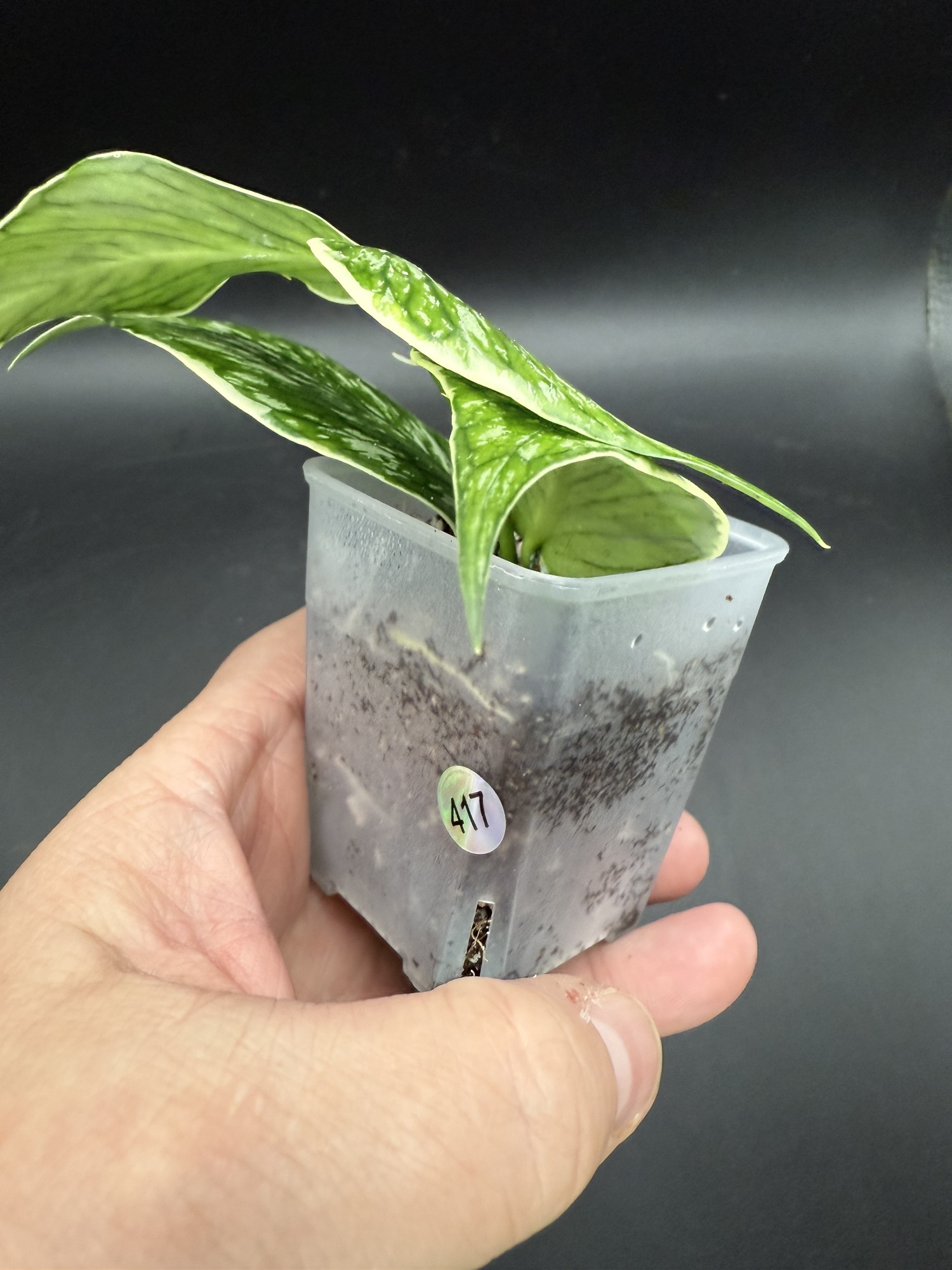 Hoya Polyneura 'Jasminka' ($79) from @ChasingHoyas