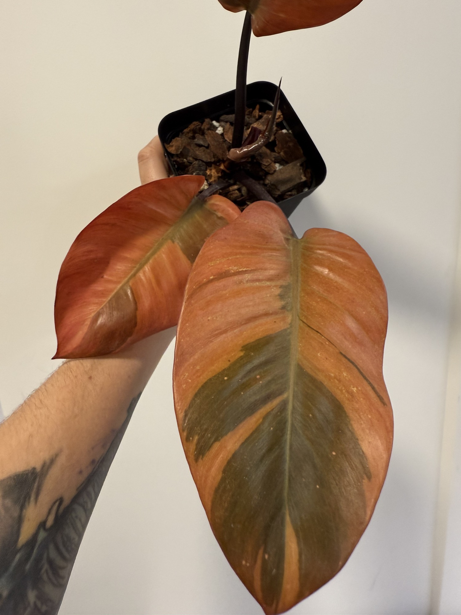 Philodendron black cardinal variegated - growers choice ($125) from  @SwingOnTheVine