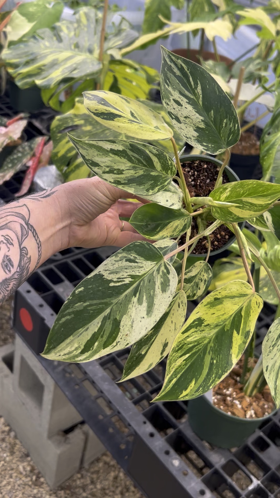 PL231: Philodendron Emerald Queen ($175) from @WeArePlantLovers