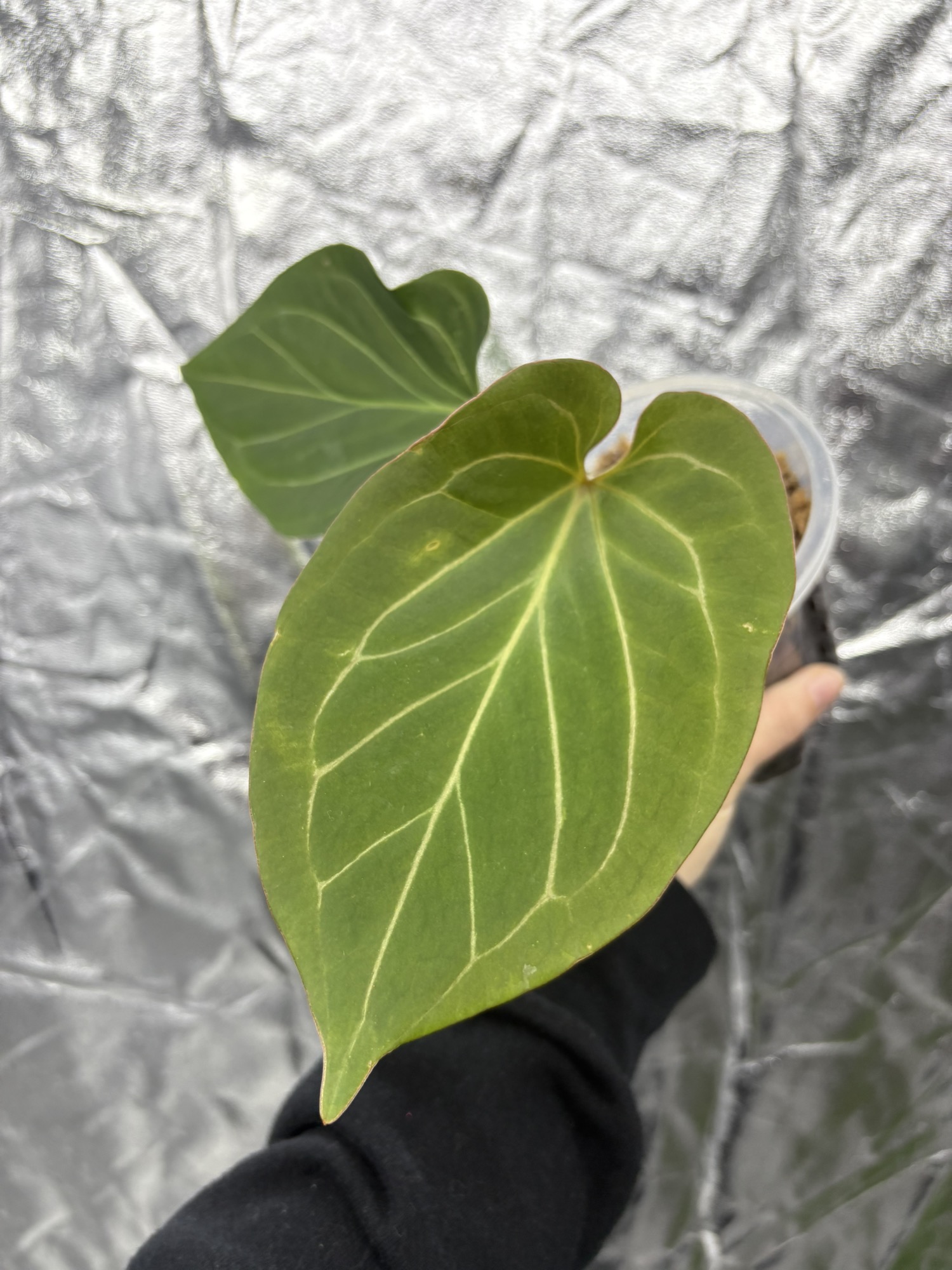 anthurium wonderboy x michelle ($40) from @plantKEmistry