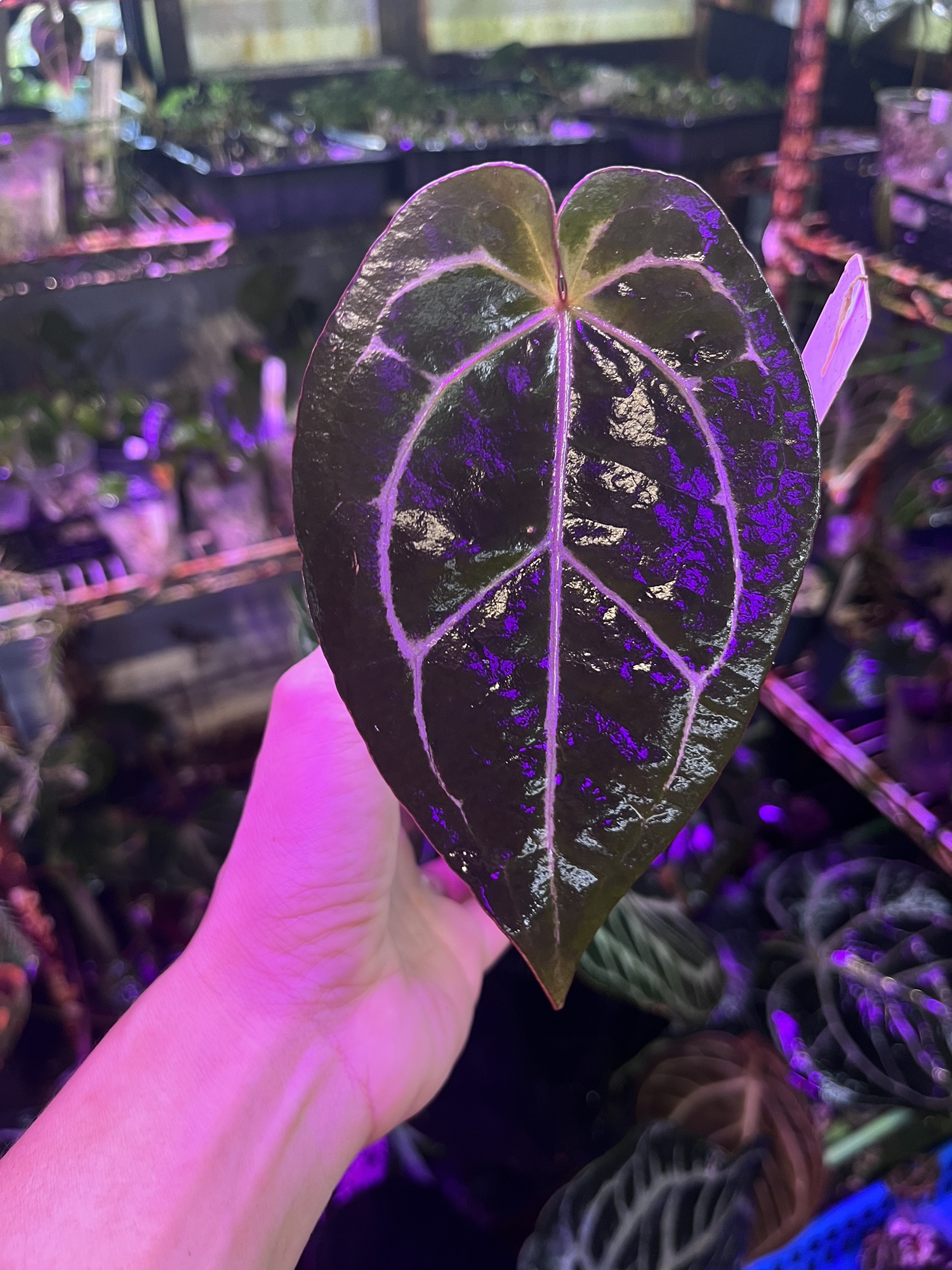Anthurium Black Widow x Michelle division ($250) from