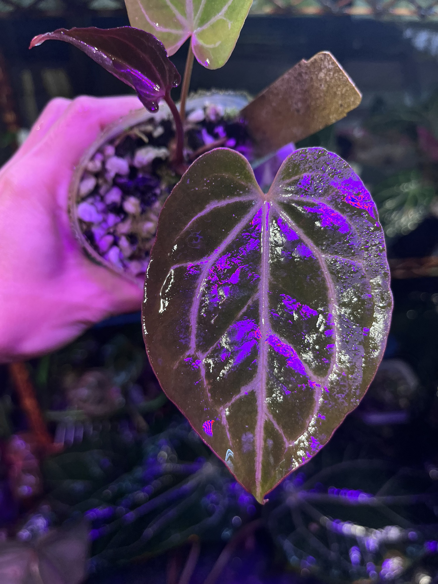 Anthurium Black Widow x Michelle division ($375) from