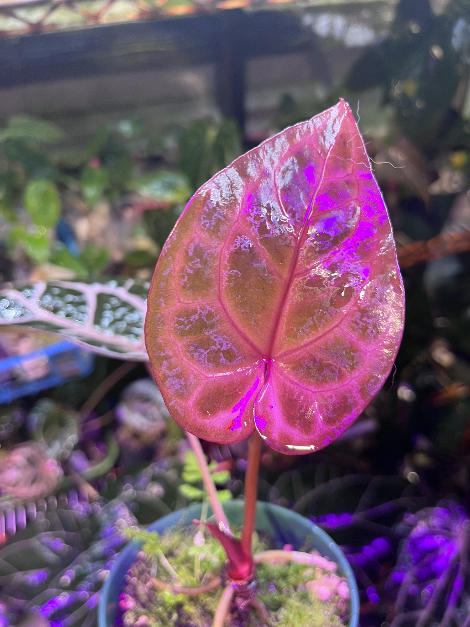 Anthurium AOS x Sam's Red division ($70) from @Tanasianwithplants