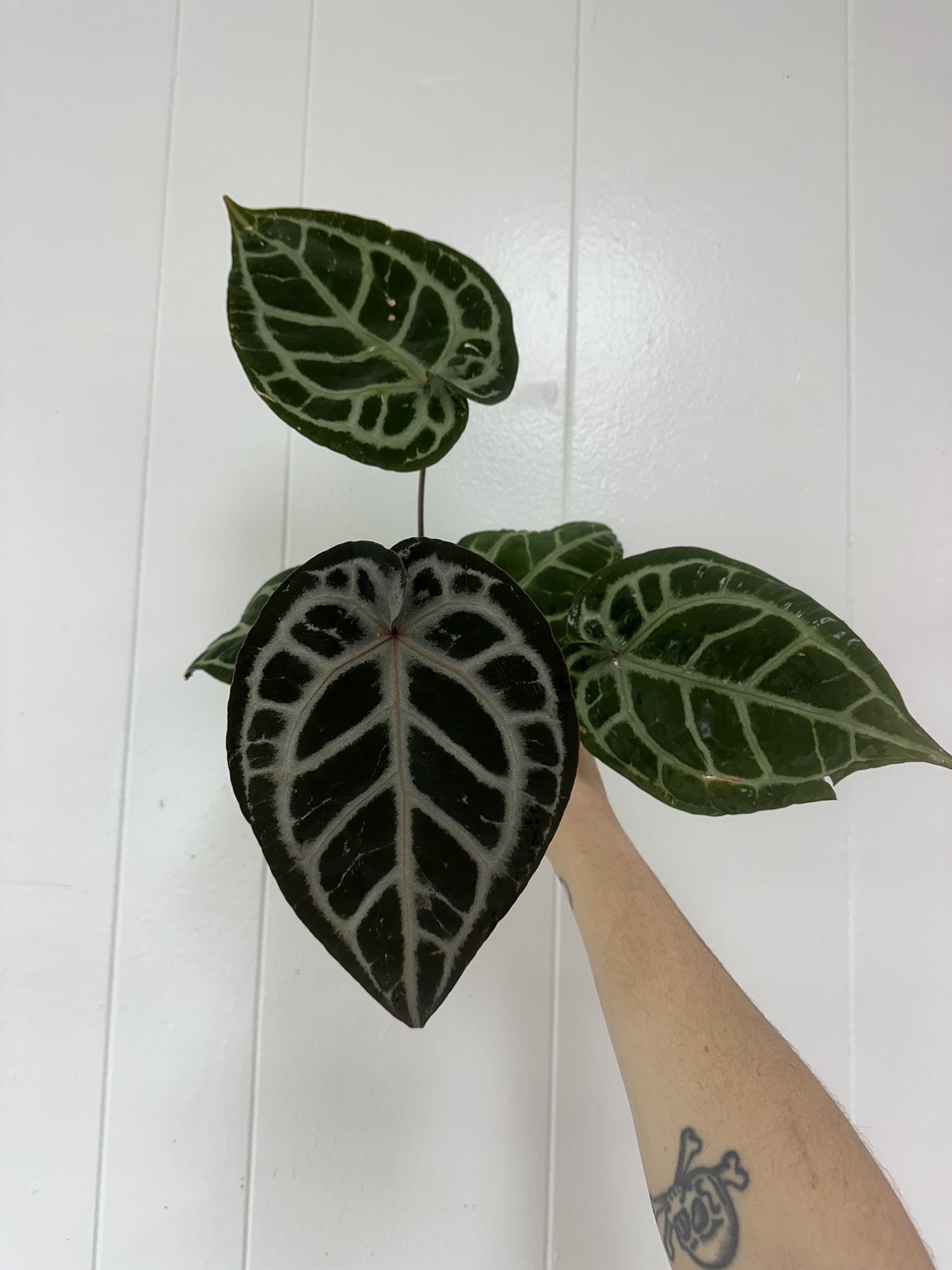 Anthurium Michelle X SKG silver ($55) from @RoyalRootsPlantCo