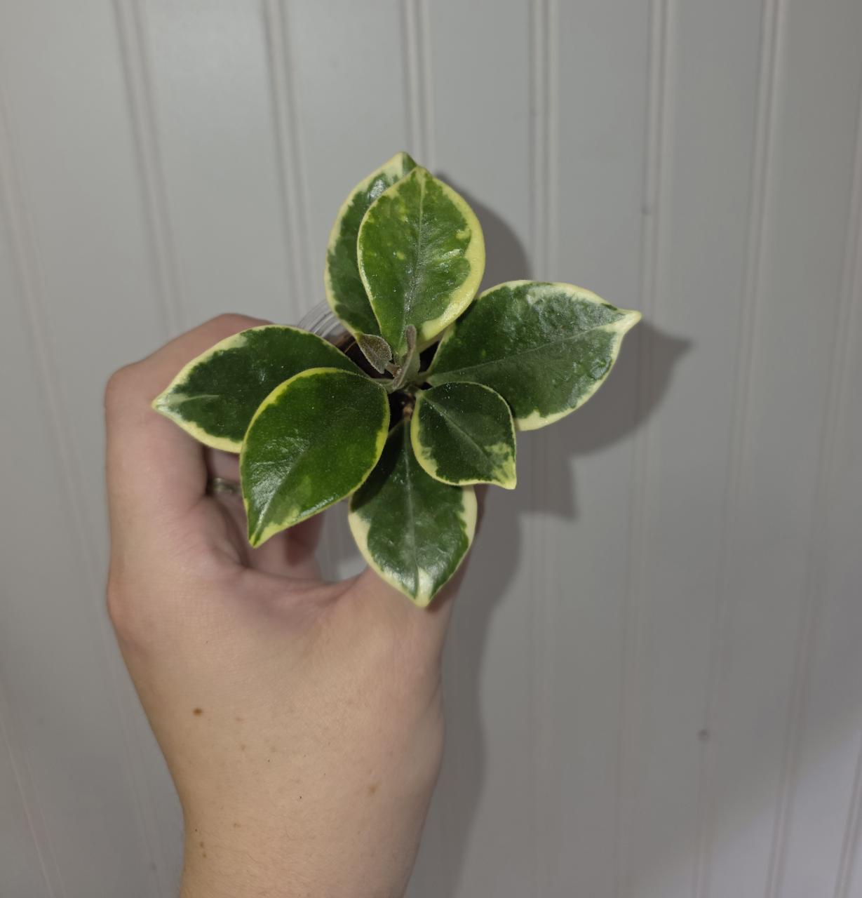 Hoya Australis Albomarginata 0509 ($15) from @EmilyPoyner