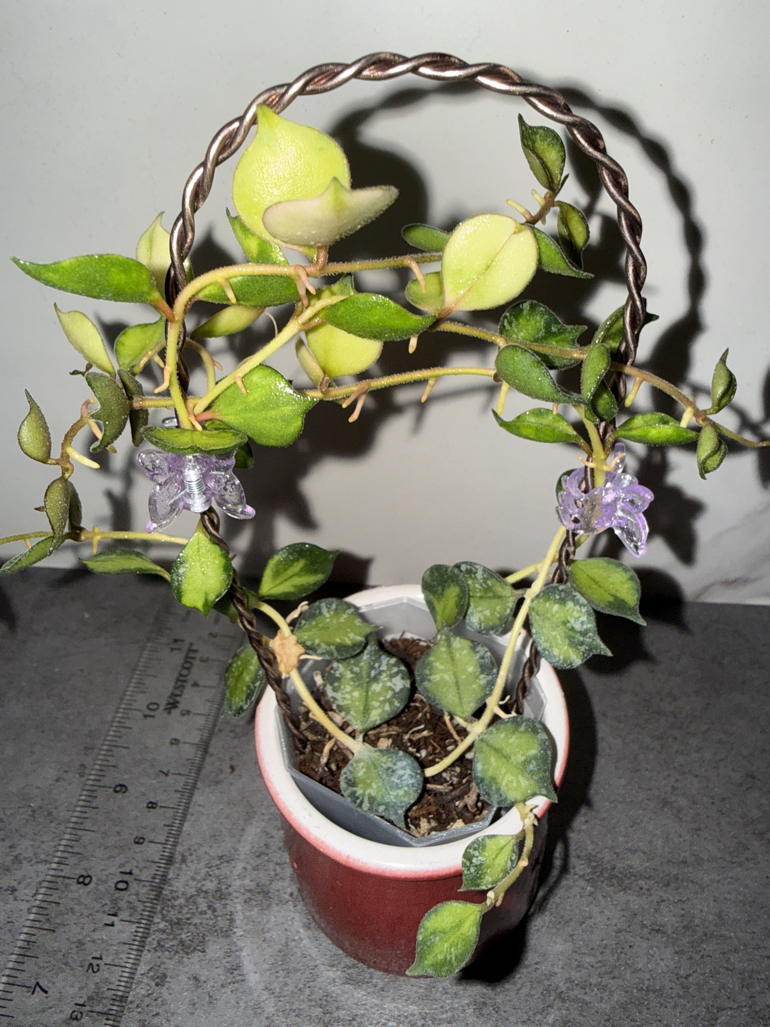 Hoya curtisii (Variegated) ($150) from @RarePlantSuite