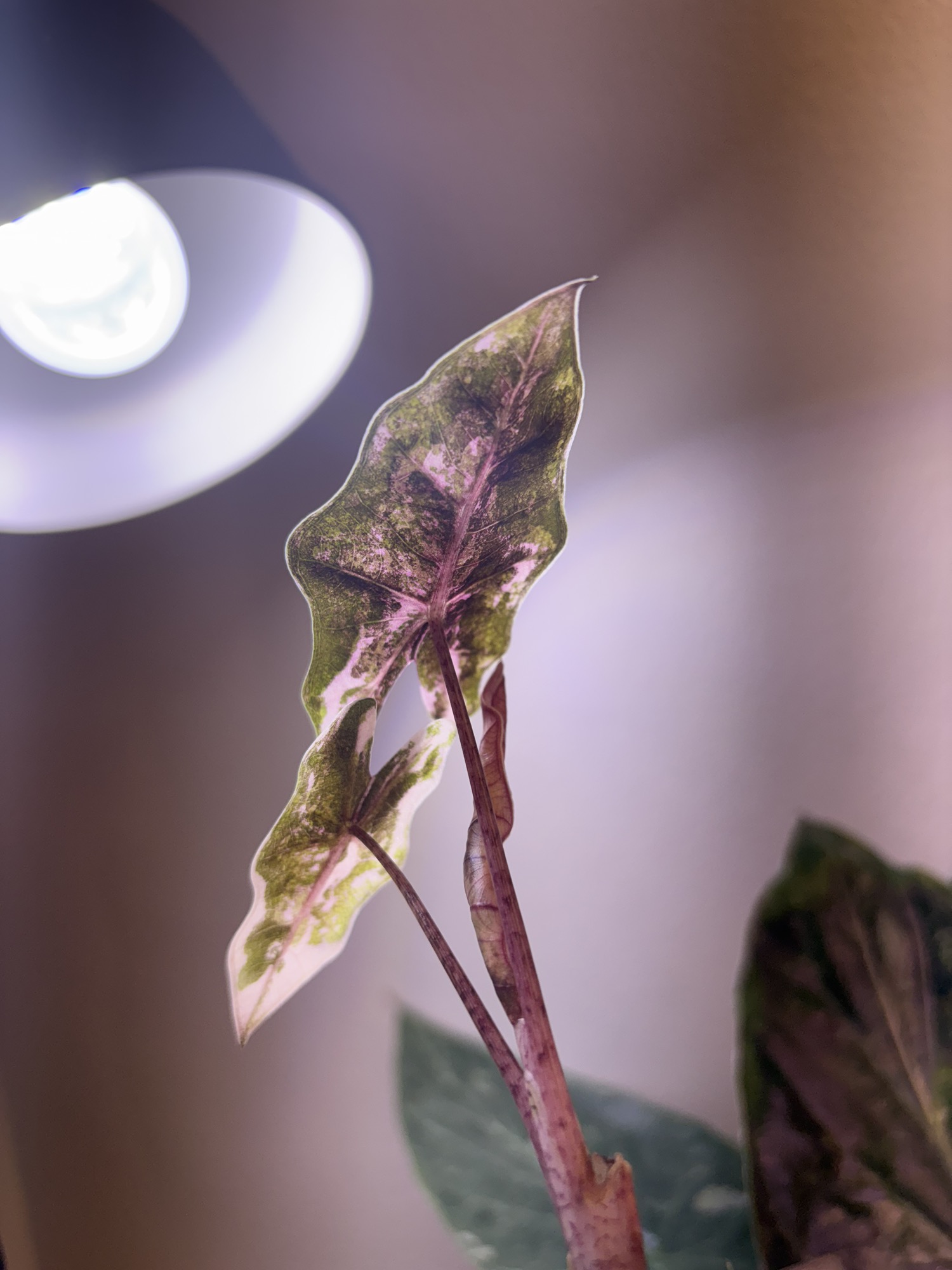 ✨Alocasia Pseudo Sanderiana Albo/Pink✨ ($425) from