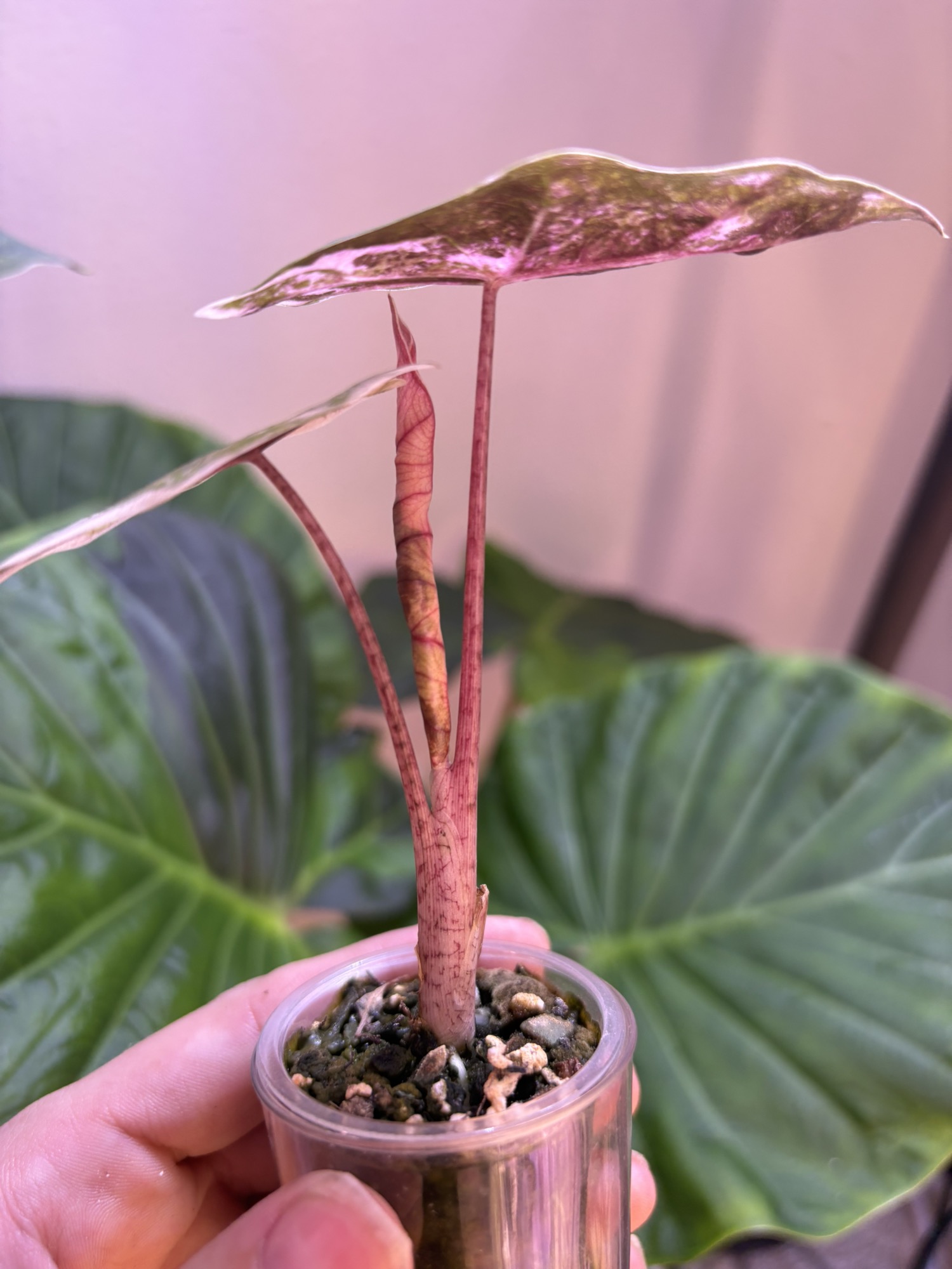 ✨Alocasia Pseudo Sanderiana Albo/Pink✨ ($425) from
