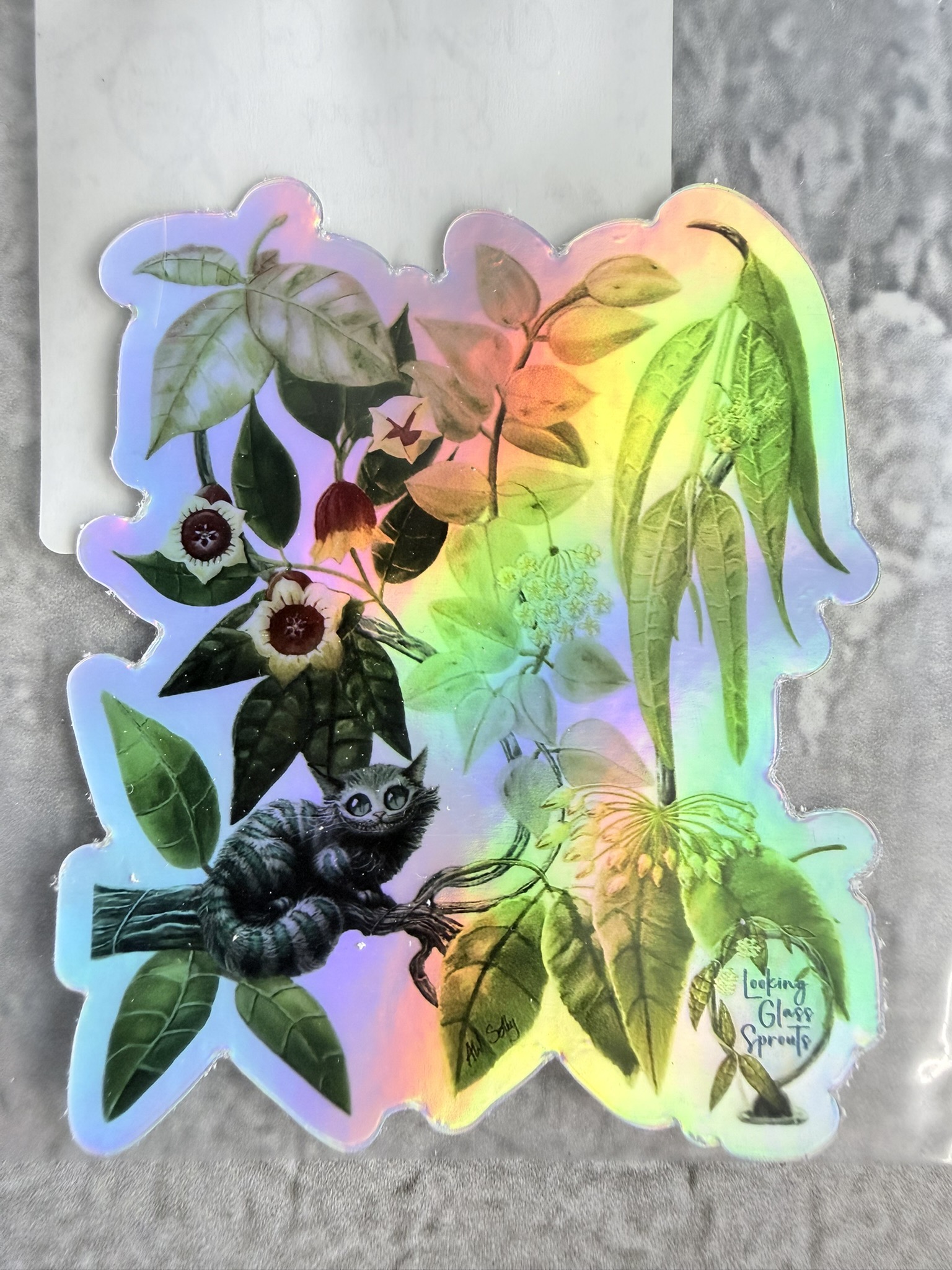 40 Hoya AH-0035 ($30) from @LookingGlassSprouts