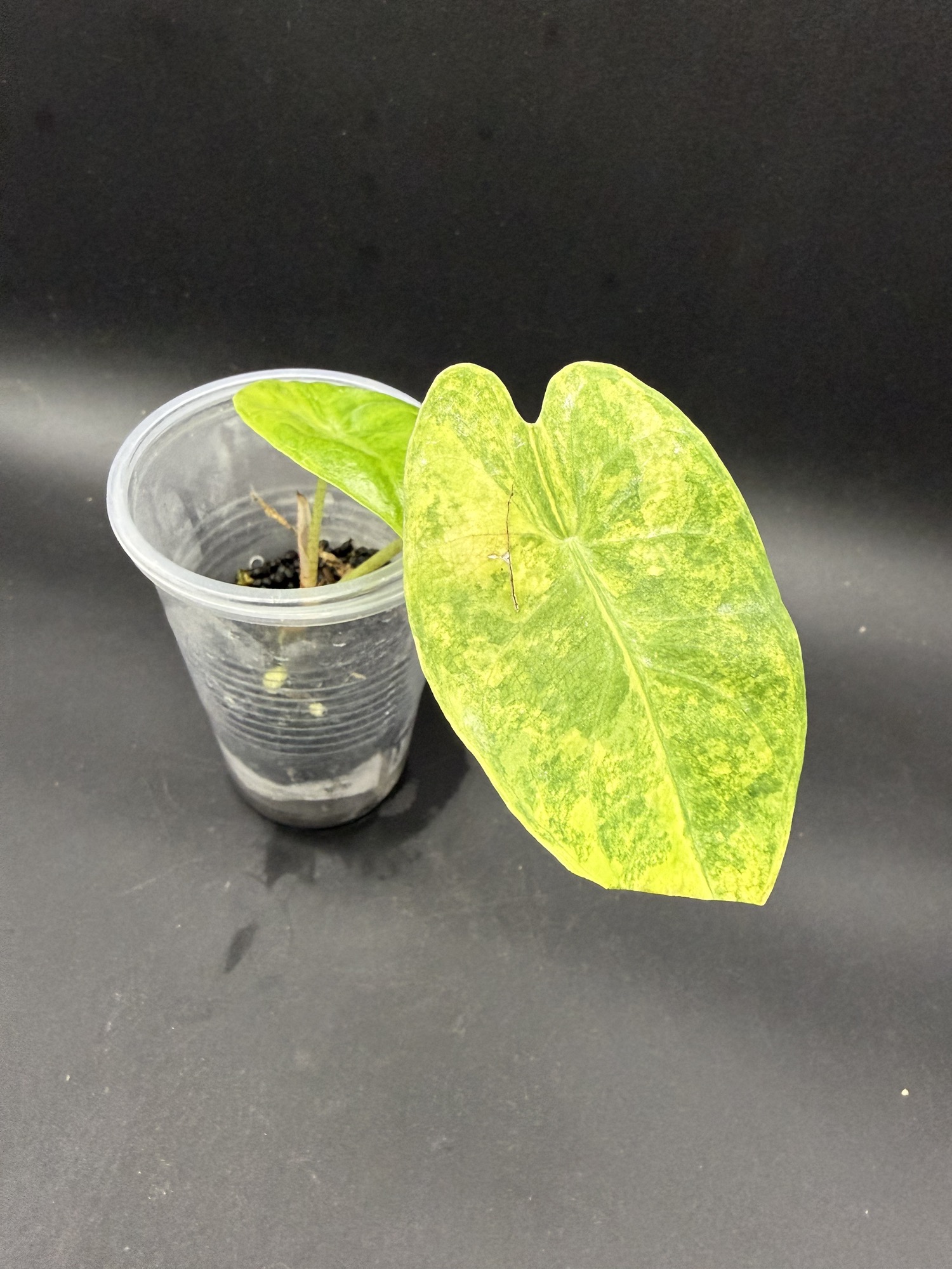 Alocasia HB (longiloba x pink dragon aurea) ($145) from