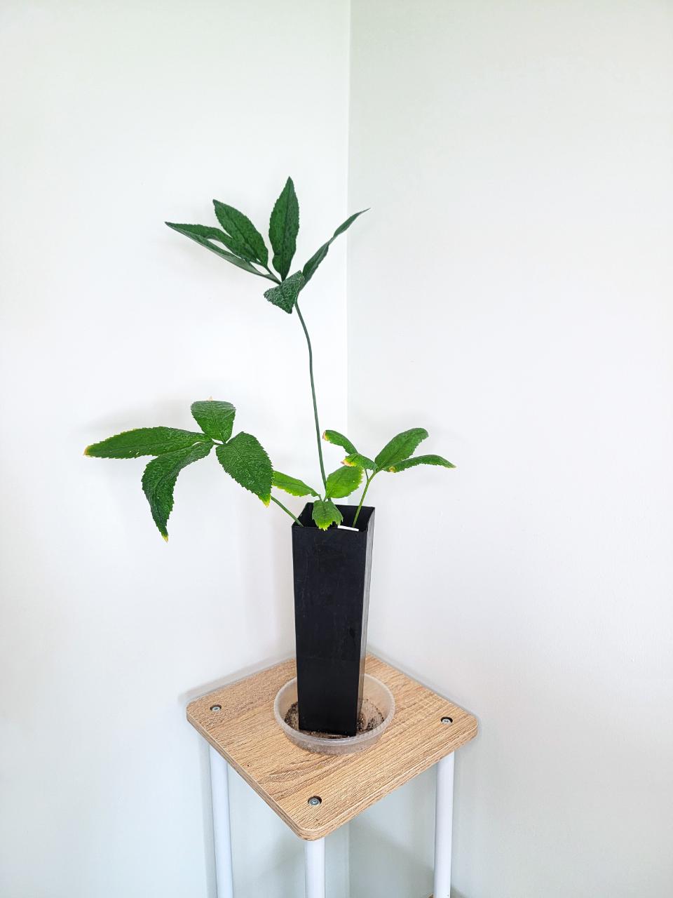 Anthurium Andicola aff - exact seedling pack ($55) from @CycadSmith