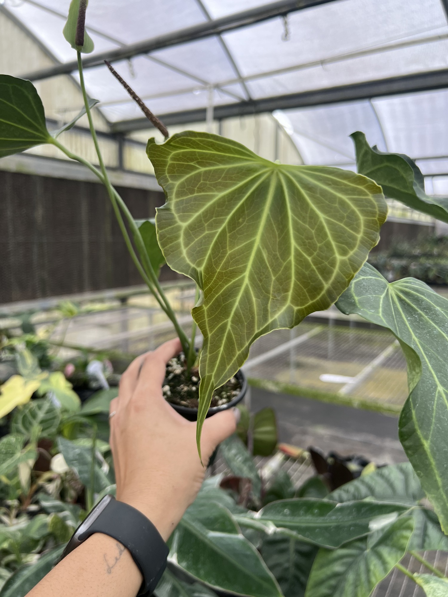 bonsai ausgetrocknet was tun Bonsai Dünger von Flora Boost
