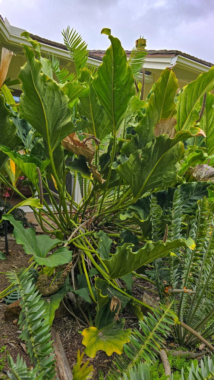 Anthurium Andicola aff - exact seedling pack ($55) from @CycadSmith