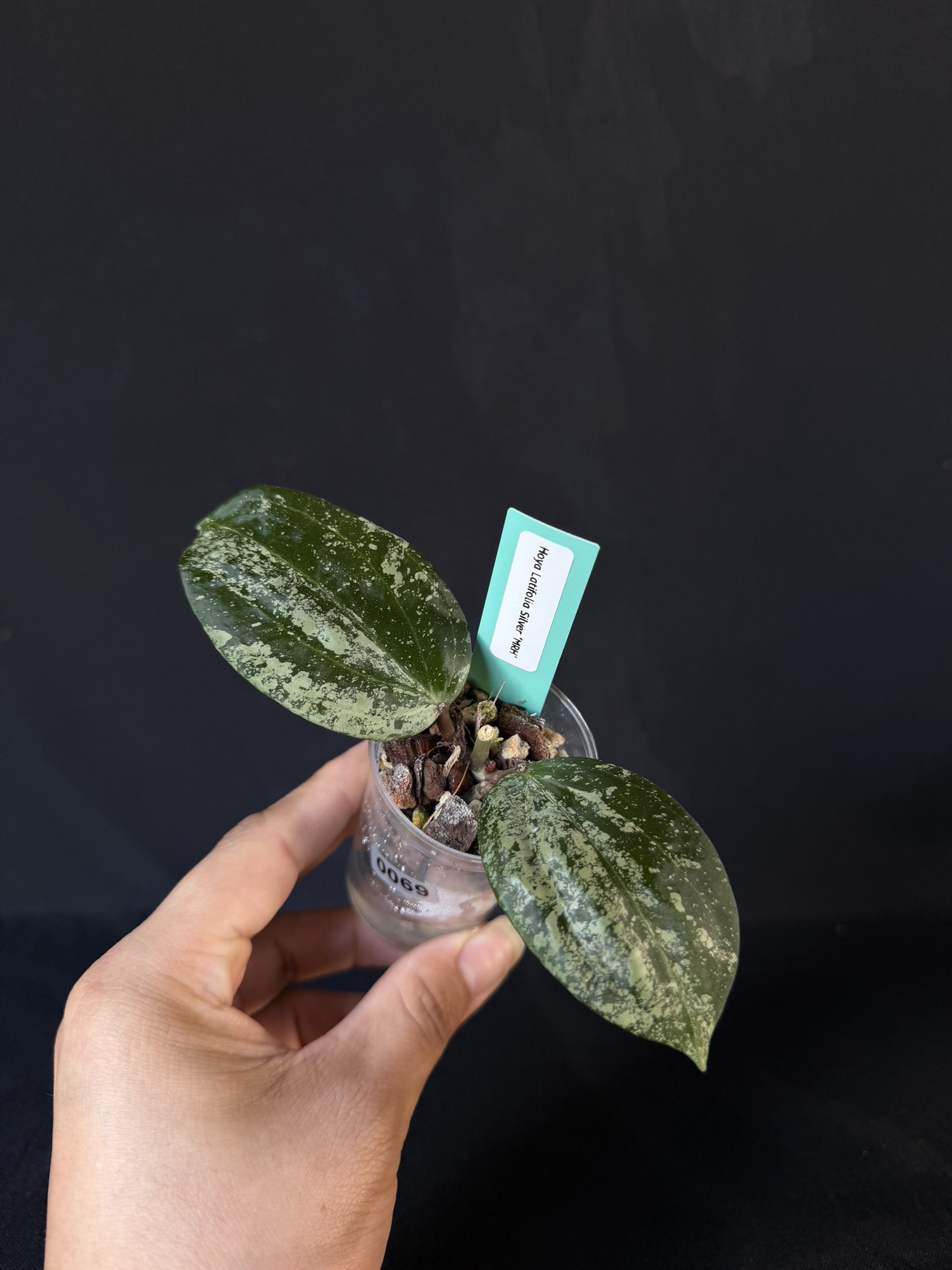 Hoya Latifolia Silver 'MRH' #0069 ($70) from @LeafItToJulian
