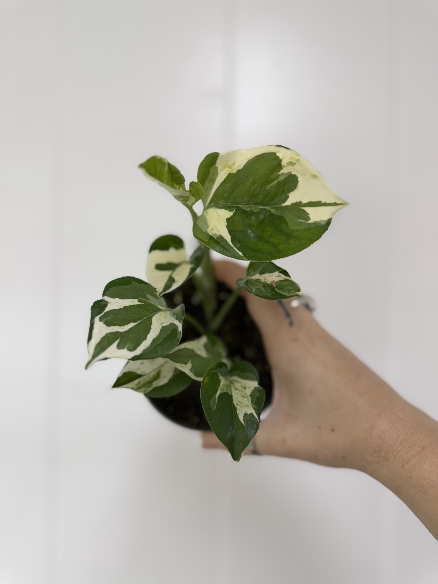 Anthurium Michelle X SKG silver ($55) from @RoyalRootsPlantCo