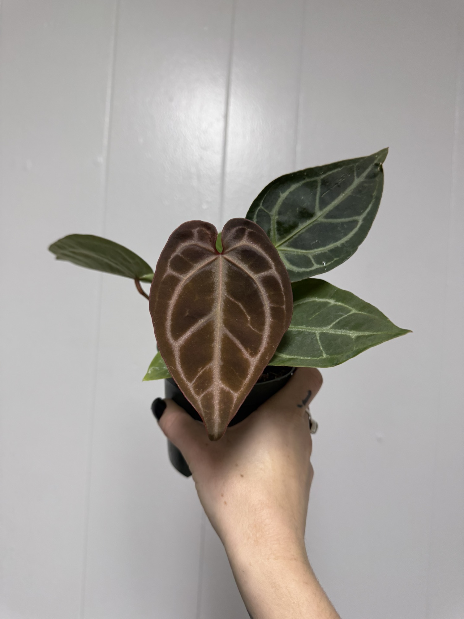 Anthurium SKG silver X Red Crystal ($45) from @RoyalRootsPlantCo