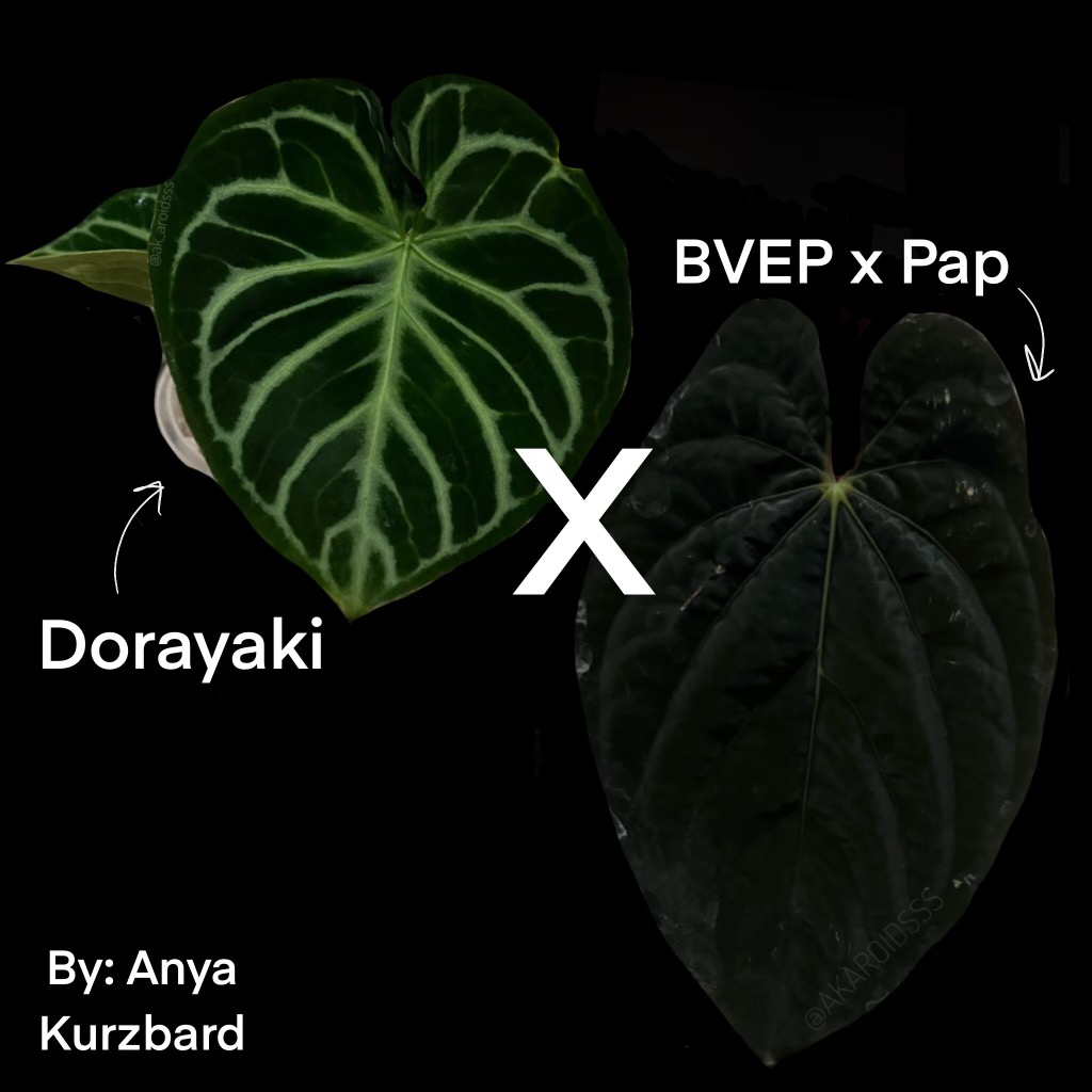Anthurium Dorayaki x (BVEP X PAP) #100 ($27) from @A.Pop.of.Green