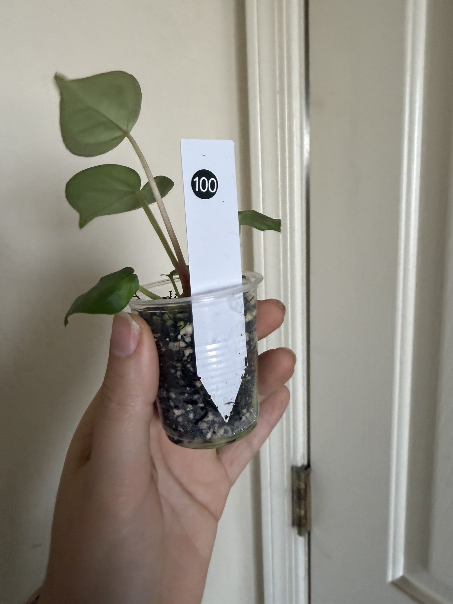 Anthurium Dorayaki x (BVEP X PAP) #100 ($27) from @A.Pop.of.Green