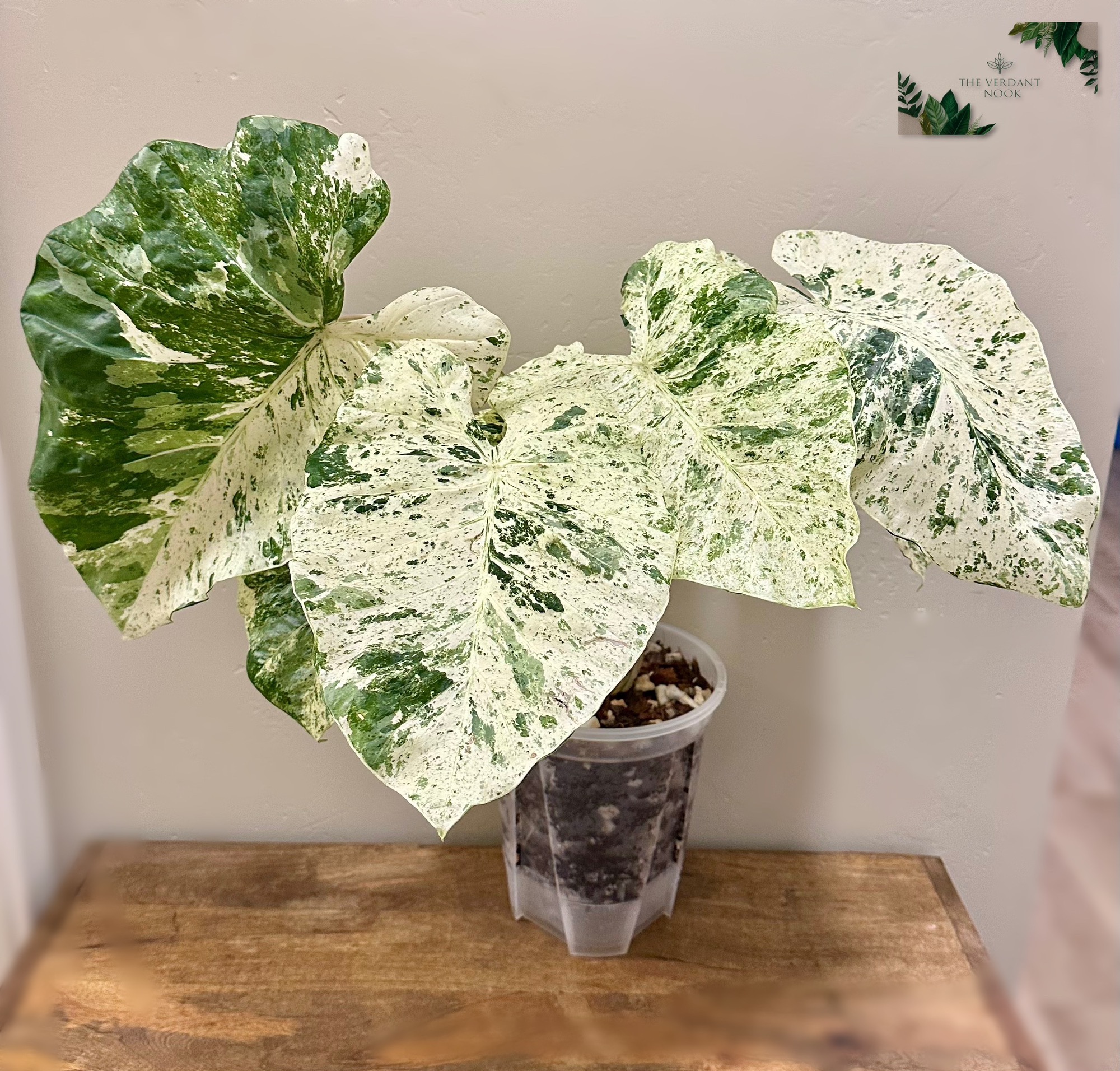 ソンチャン　ポラロイド　レア Alocasia 'Blizzard' CORM A ($8) from @TheVerdantNook