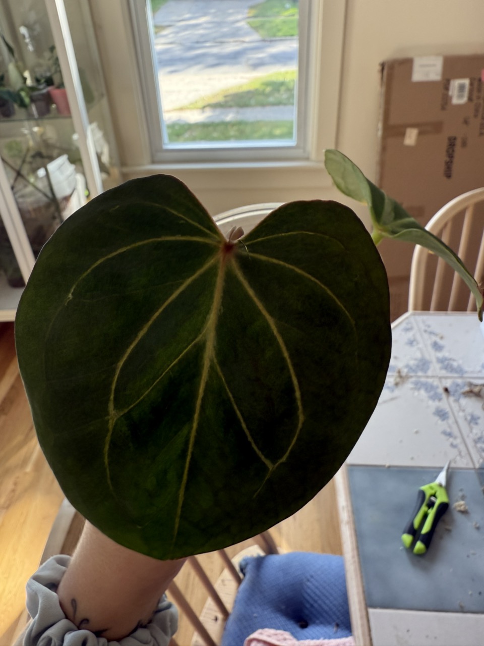 Variegated Anthurium (Michelle x Zara) x pap ($1200) from