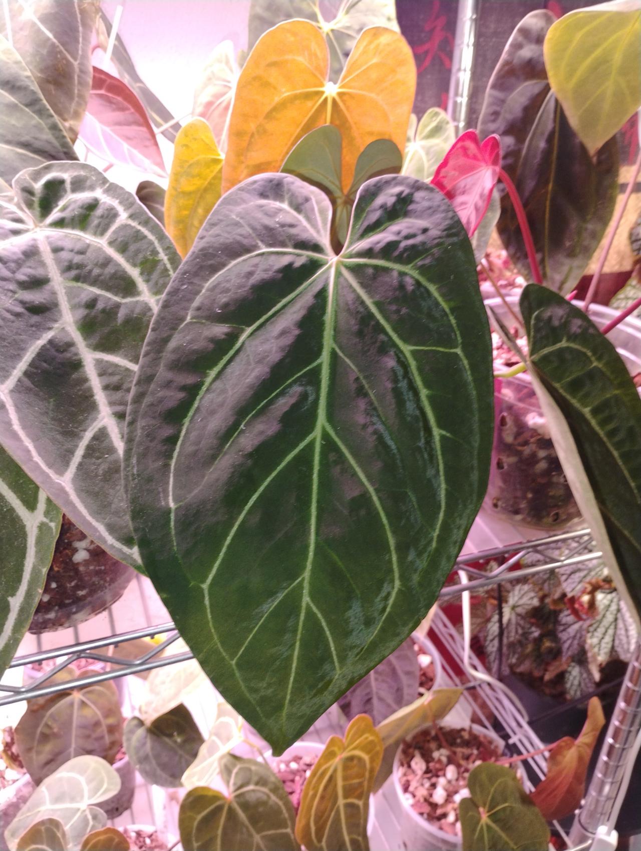 Anthurium Pink Lemonade s1 (Directly from SKG Gardens) ($750) from