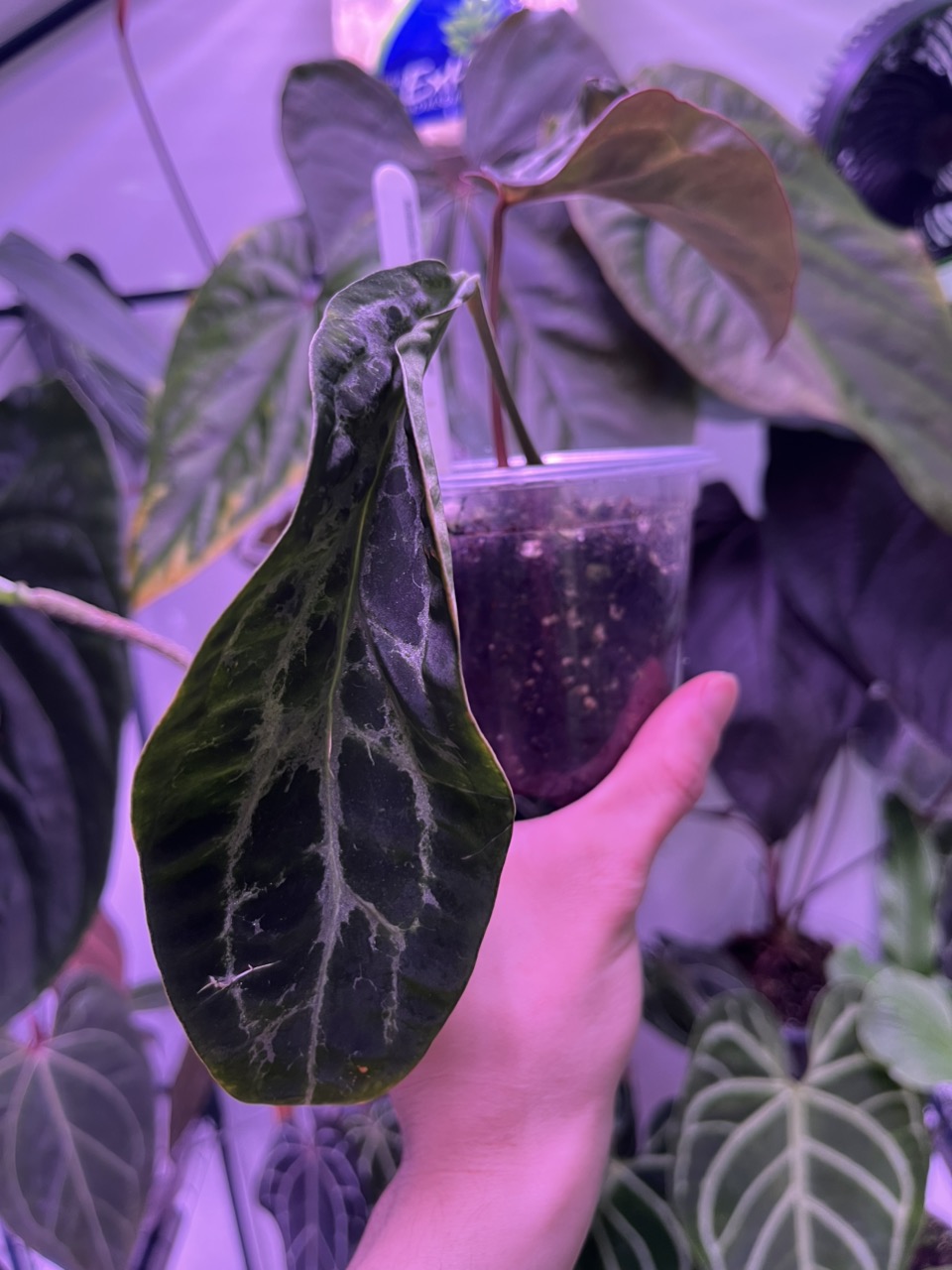 Anthurium Tim's Black s1 ($256.15) from @KatyMae