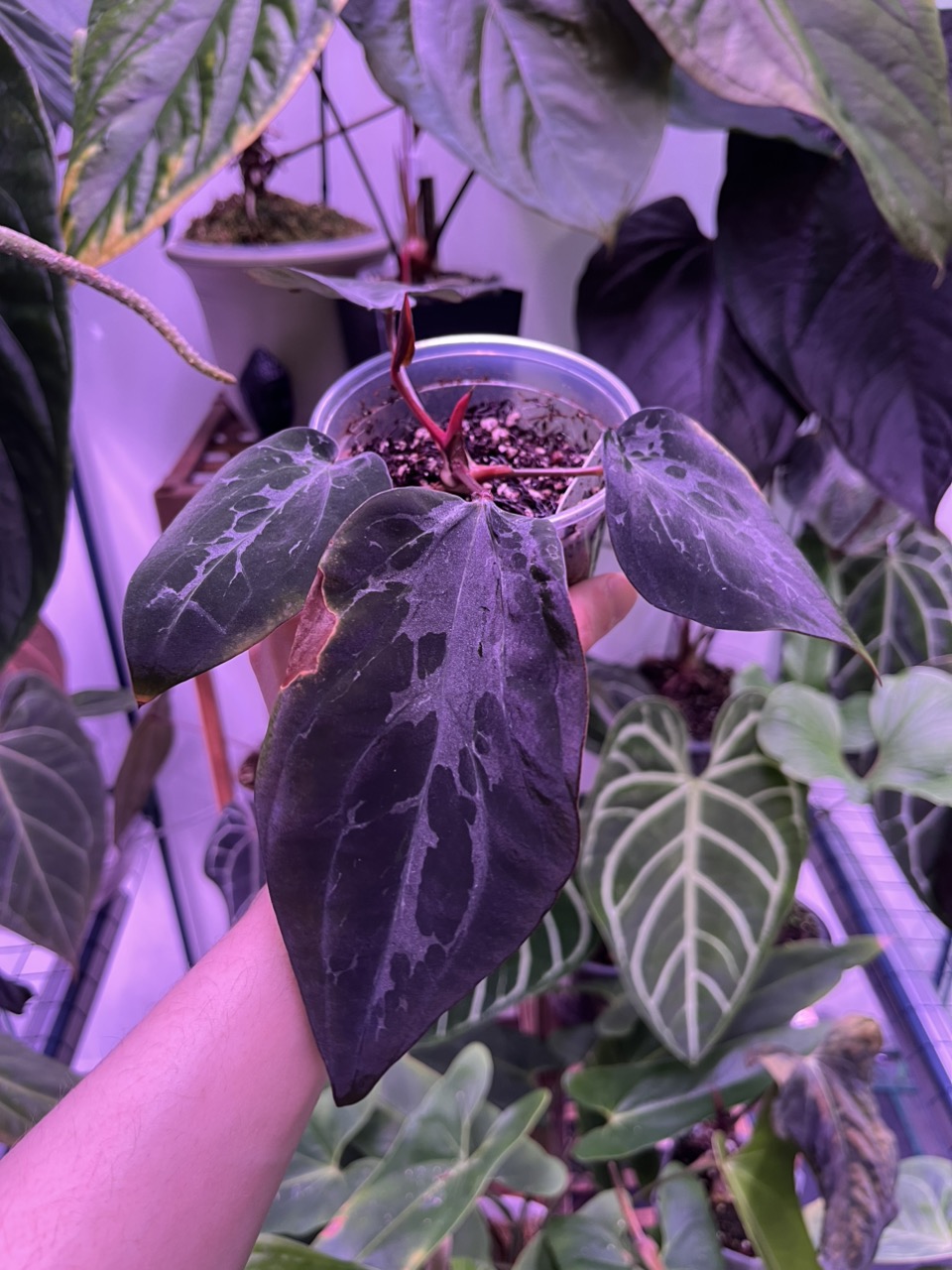 Anthurium Tim's Black s1 ($256.15) from @KatyMae