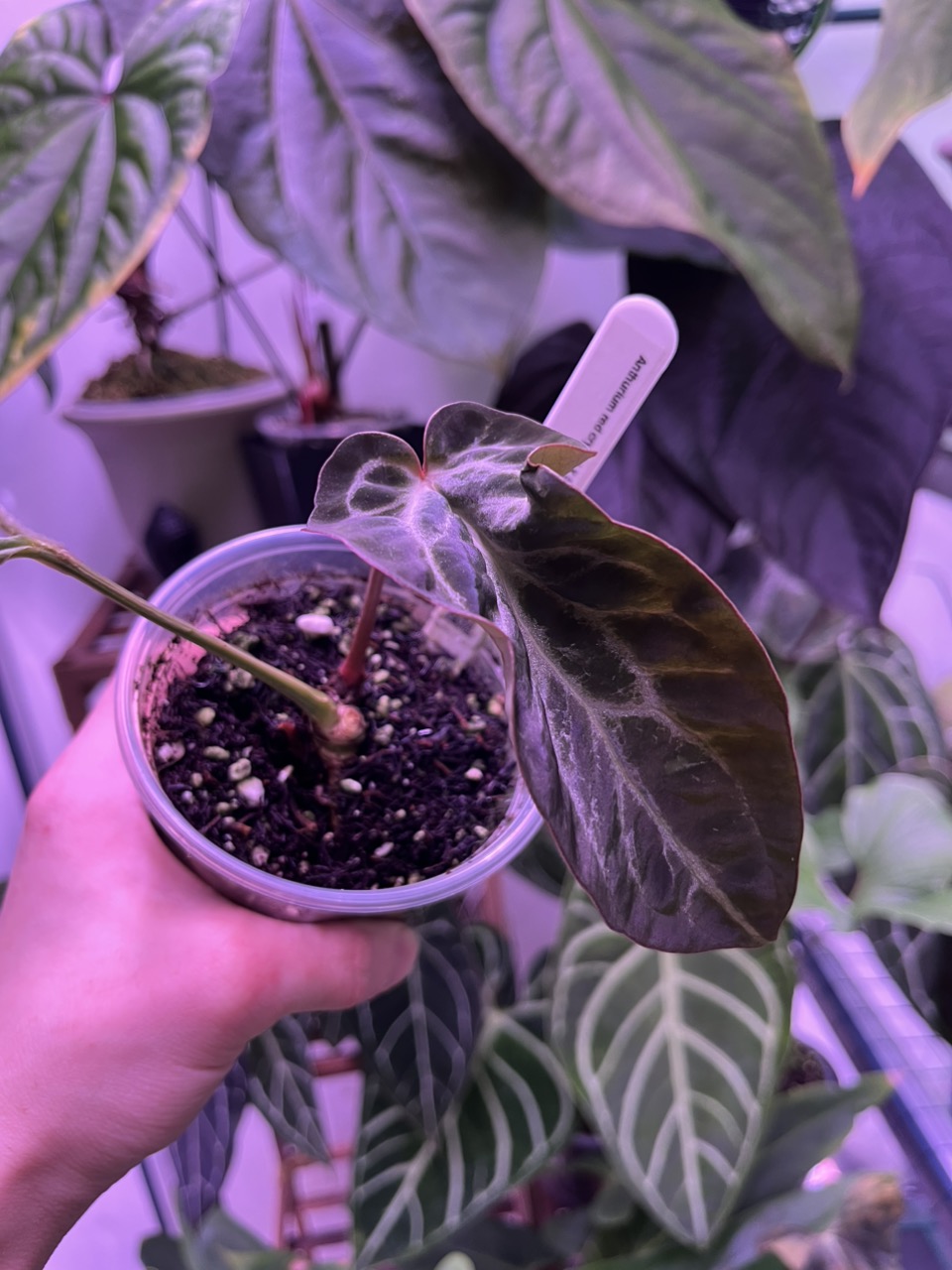 Anthurium Pink Lemonade s1 (Directly from SKG Gardens) ($750) from