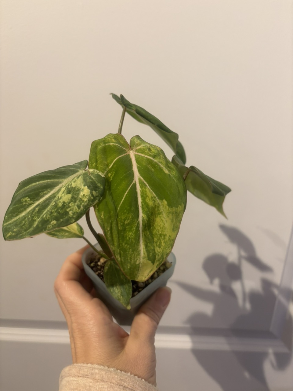 Anthurium Michelle x Crystallinum ($20) from @MrsPlantMami