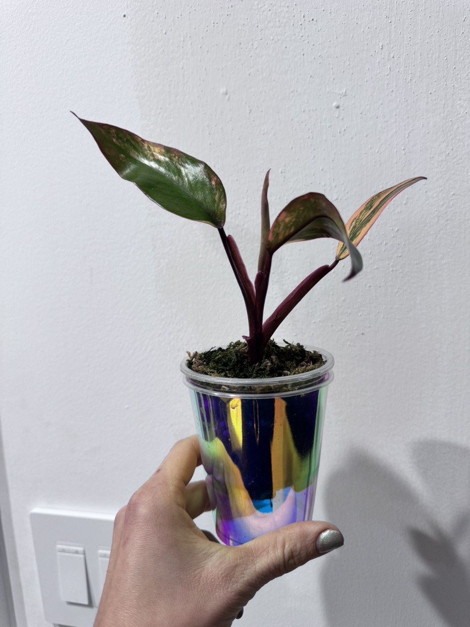 Begonia Cucullata Variegated ($85) from @OldSoulPlantCo