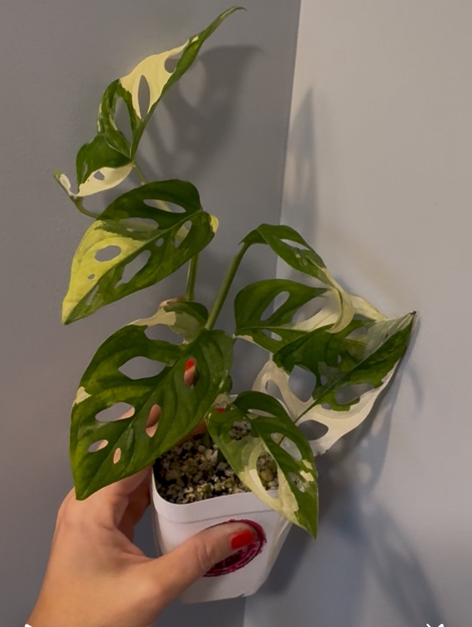 Monstera Aurea borsigiana deliciosa high color - fever ($119.99) from  @PatricksPlants