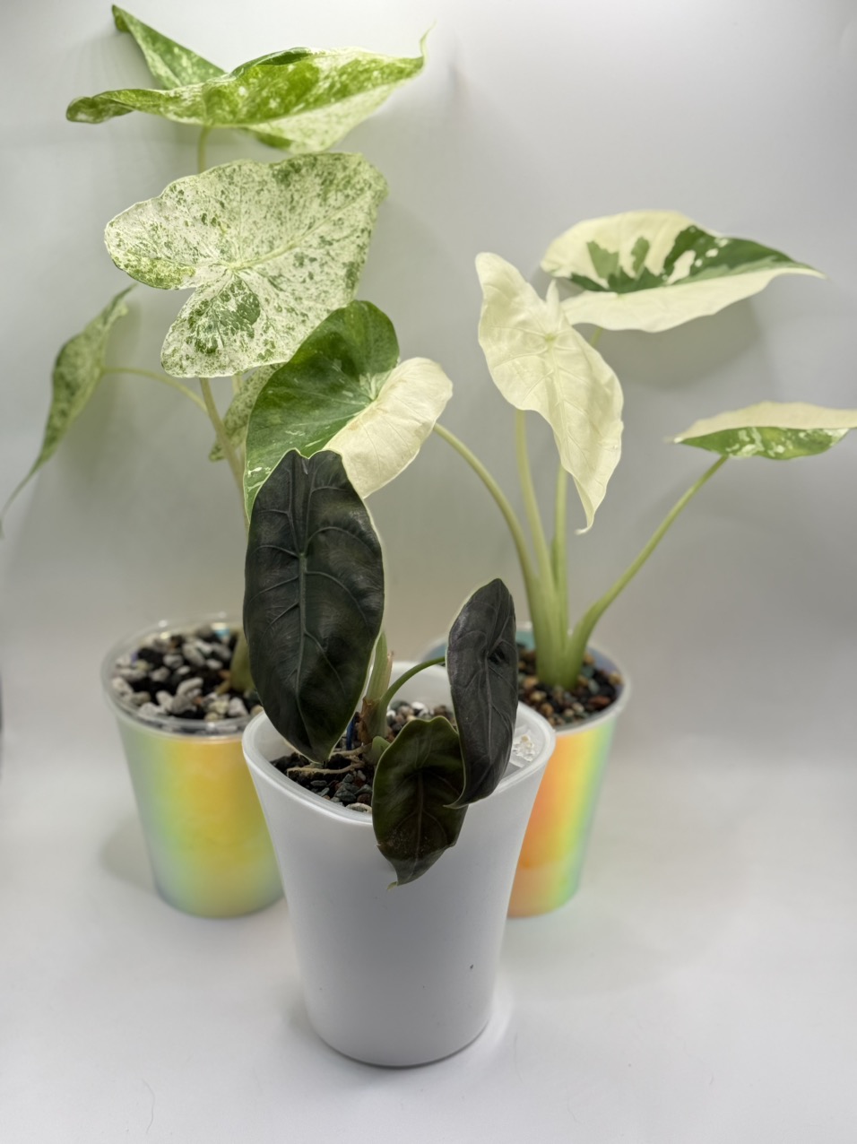 Alocasia Polly Aurea Variegated ($60) from @Zoesnonnasplantshop