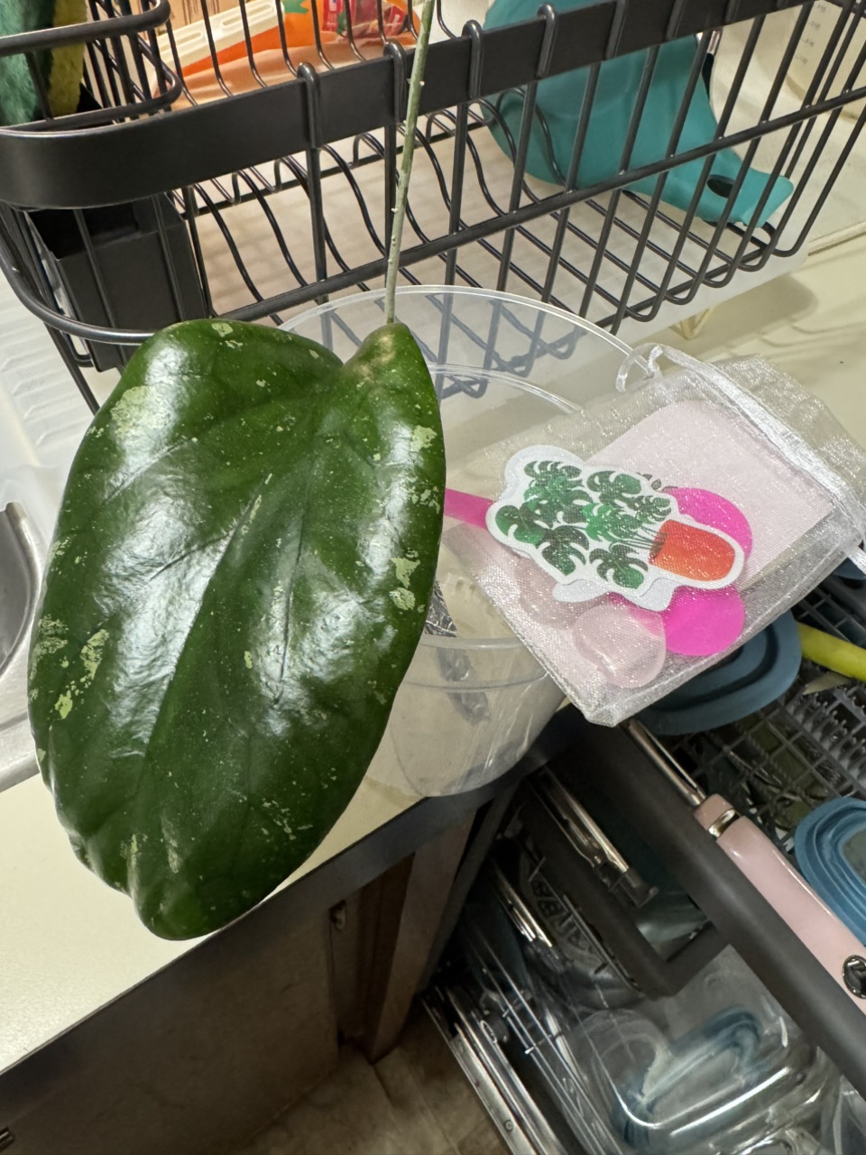 Hoya Lyi NoID ($15) from @MaeLee