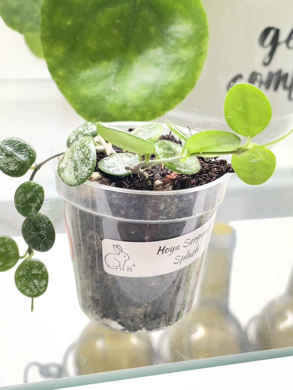 Hoya Lacunosa Queen Midori Indoor Plant ($35) from @LeafandBloomCo Hoya Lacunosa Queen Midori Indoor Plant ($35) from @LeafandBloomCo