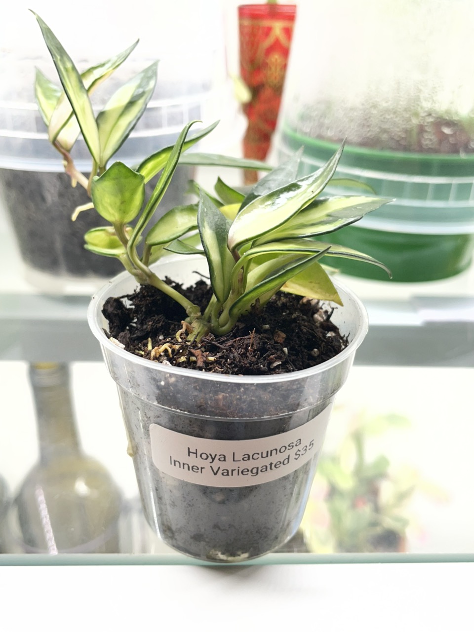 Hoya Lacunosa Queen Midori Indoor Plant ($35) from @LeafandBloomCo
