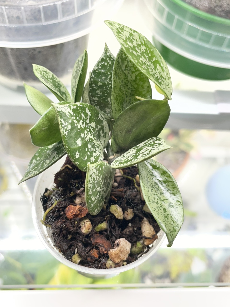 レア　ホヤ　Hoya archboldiana albomarginata美株 Hoya Archboldiana Albomarginata ($55) from @LeafandBloomCo