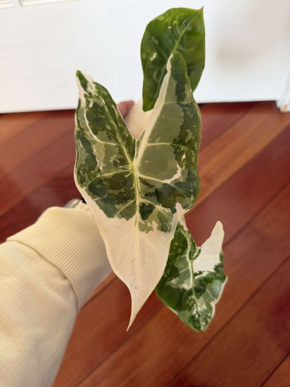 De Beer Blue Alocasia ($700) from @MonsterasAndPlants