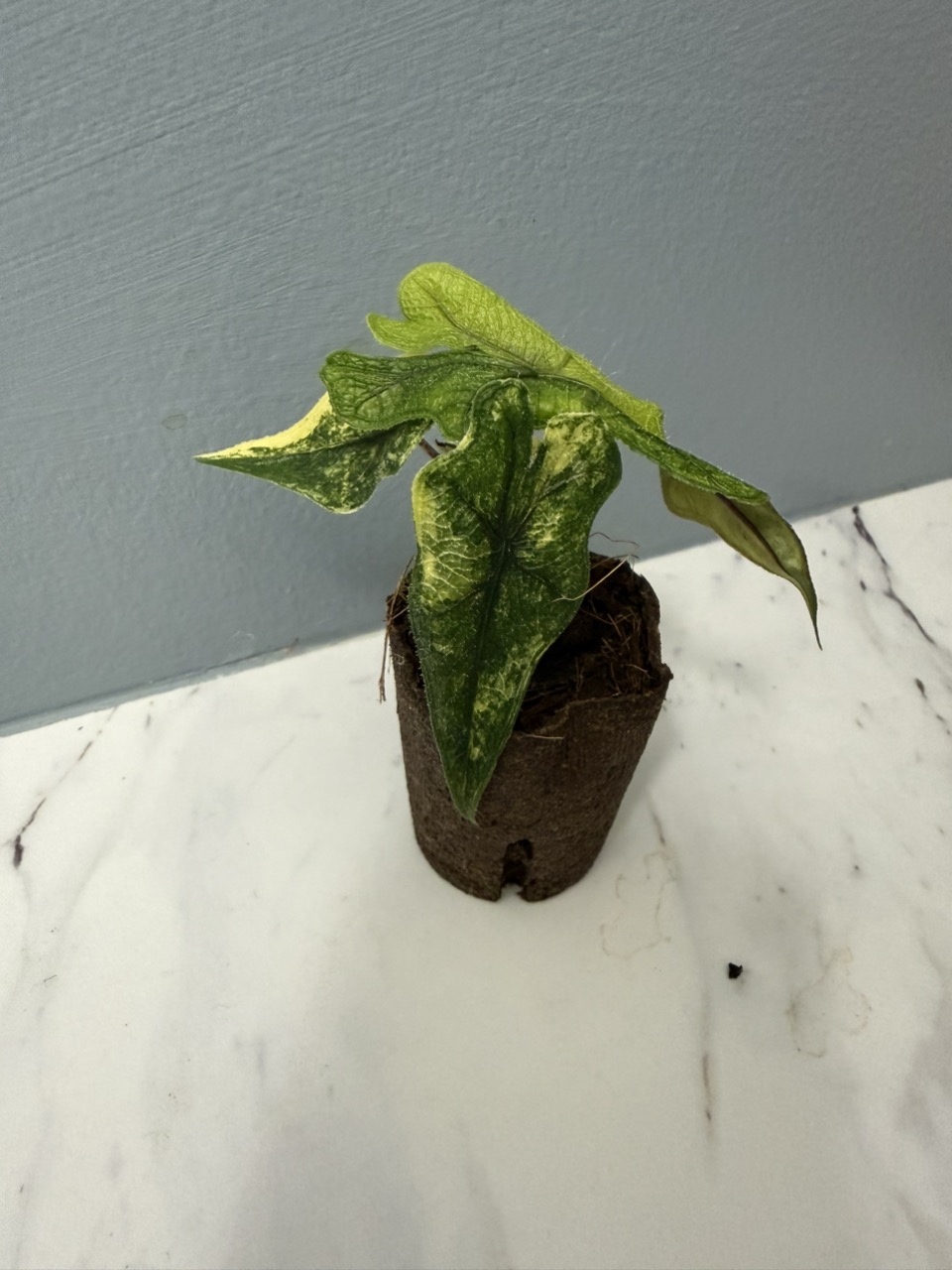 Alocasia Zabrina Dwarf V 4 inch ($255) from @Aroid_Exclusive