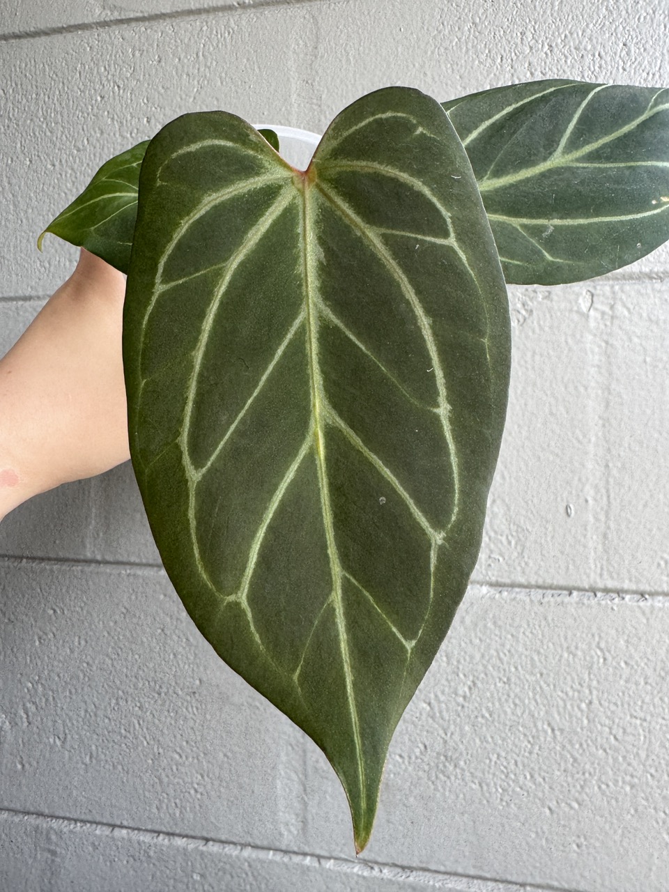 anthurium wonderboy x michelle ($40) from @plantKEmistry