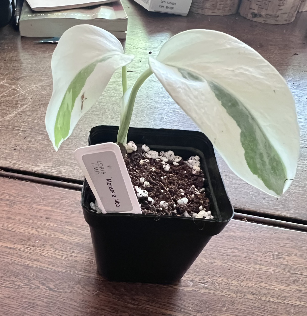 Alocasia Gageana Albo ($25) from @LoriaHaus