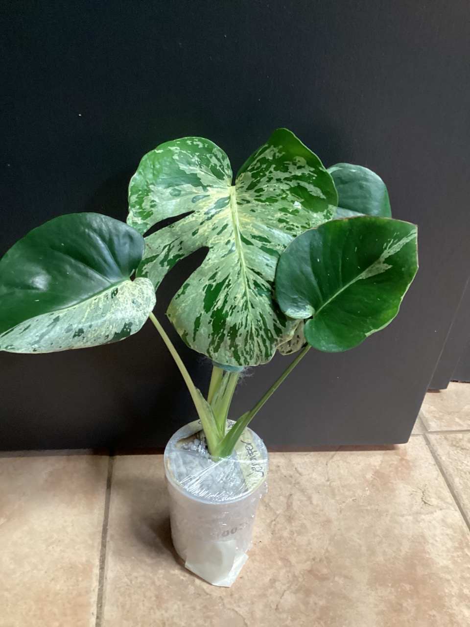 unterschied monstera und monstera deliciosa Monstera deliciosa Mint main image 1