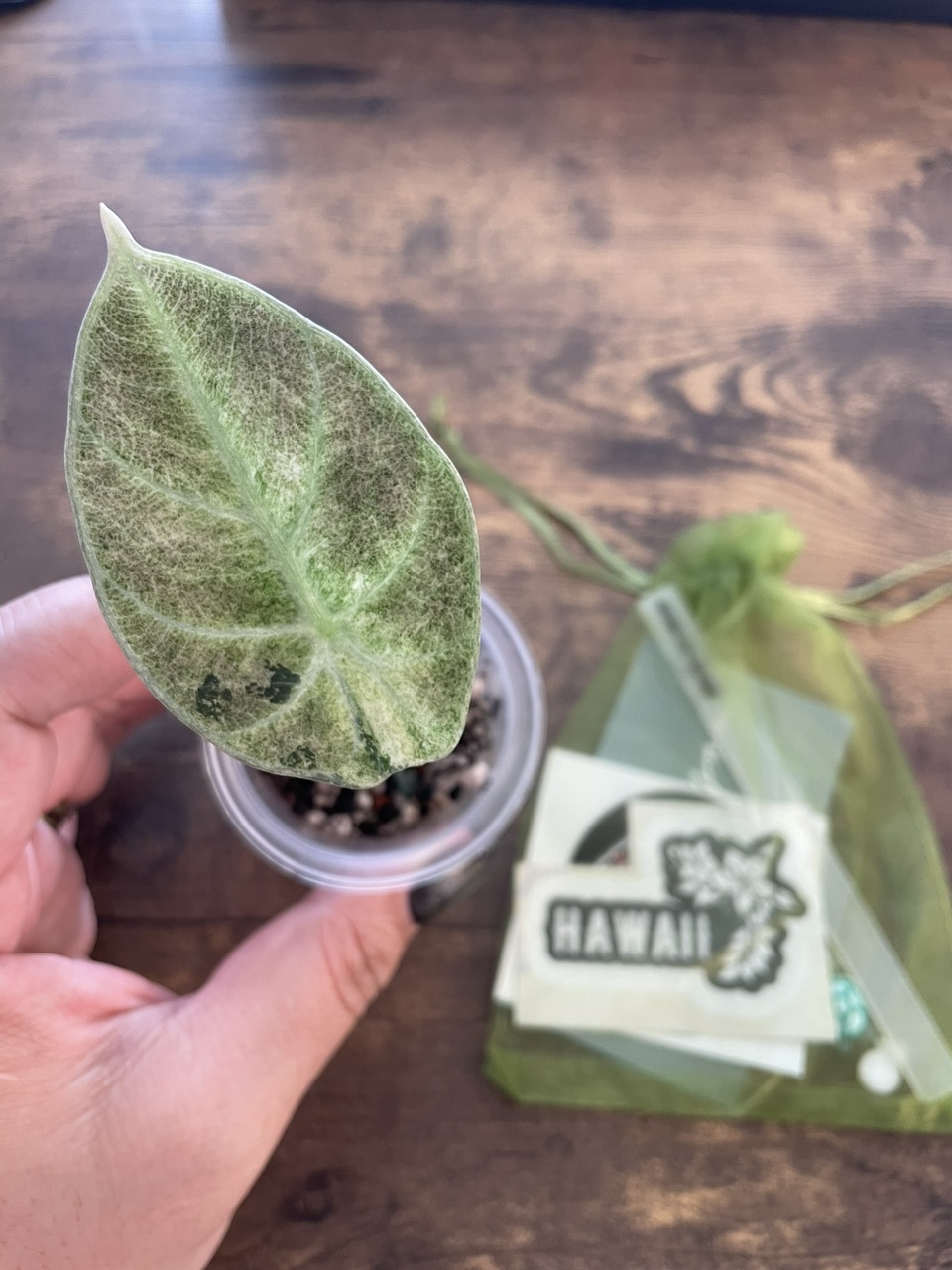 Pink Cuprea from TC ($725) from @LeafyLeafHawaii