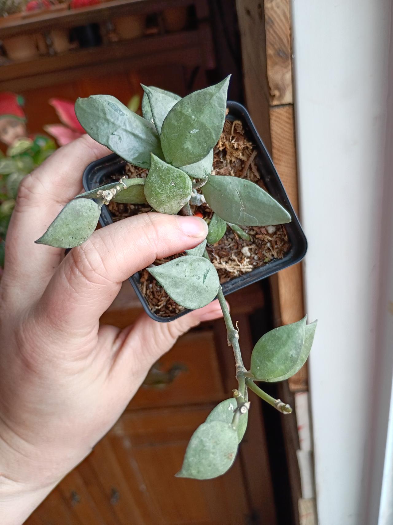 Hoya Fusco Marginata ($12) from @PlantMeInTheTropix
